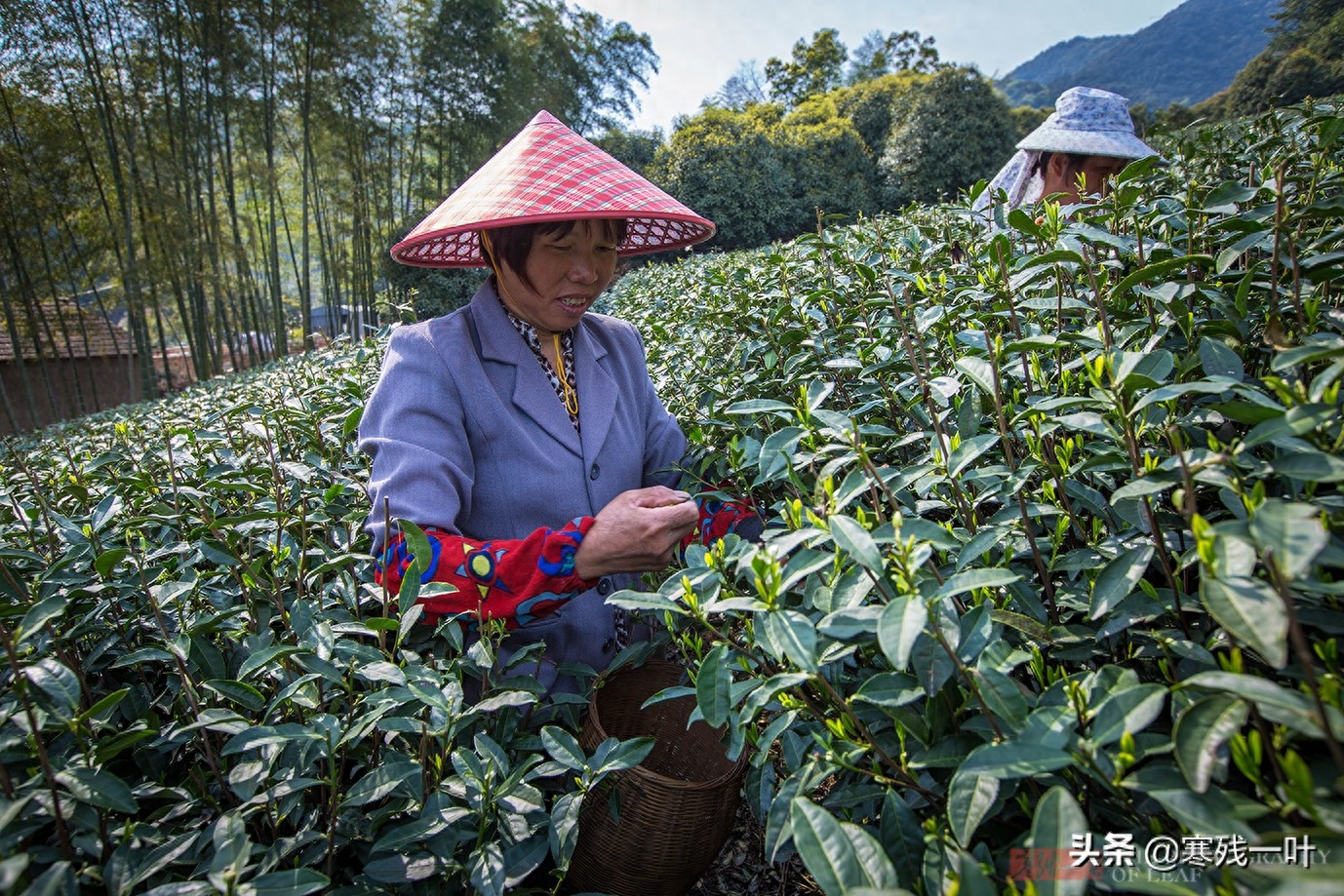 这才是真正的西湖龙井，与景区买的龙井茶价格相差很多，别被骗了