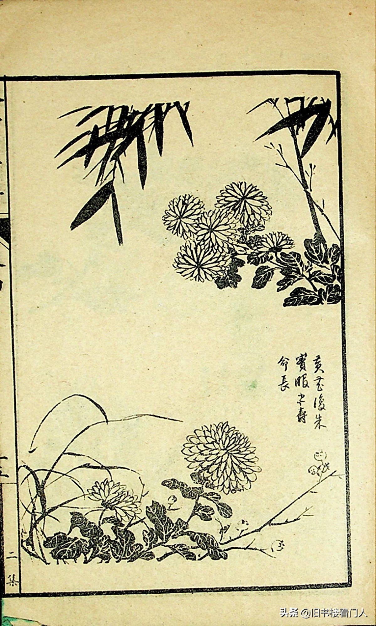 艺术类学画必修之书－《芥子园画谱·菊谱》